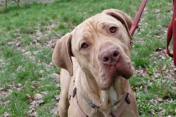 Breeze is a very friendly young Cane Corso who lost his home as a result of a house fire.  He can be strong on walks, but he’s young and inexperienced and has a very loving nature. His walker at the rescue said he 'has come so far' since arriving at the shelter and is becoming 'a bit of a love bug'. He has been describes as an amazing companion who gives you so much love once you have built a trusting bond. Rescue Remedies asks all adopters to read the re-homing information carefully, especially its commitment which states all adopters should keep their dogs on leads in public places.