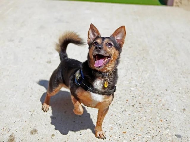 Lemmy is an incredibly smart dog and has been making great progress with his training, so would love to find a family who are keen to continue supporting him with this. He has experienced lots of change throughout his life and tends to feel overwhelmed when things are unpredictable. Lemmy has been prescribed medication to help him manage his anxiety and this will need to be carried on in his new home. He may be eight years old, but Lemmy has the playful nature and enthusiasm of a puppy! He LOVES to play with his toys, is always keen to learn, and considers himself to be a foodie.