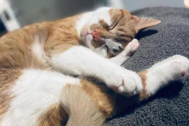Dan Reed's cat looks extra adorable enjoying a snooze.
