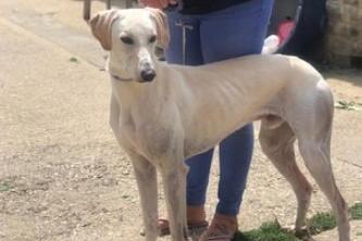 Taffi would thrive in a home where he gets lots of cuddles, a comfy bed and sofa to snuggle on. His three favourite things are sleeping, eating and going for walks. He cannot live with cats or small animals, but can live with calm sensible children over 8 years old.