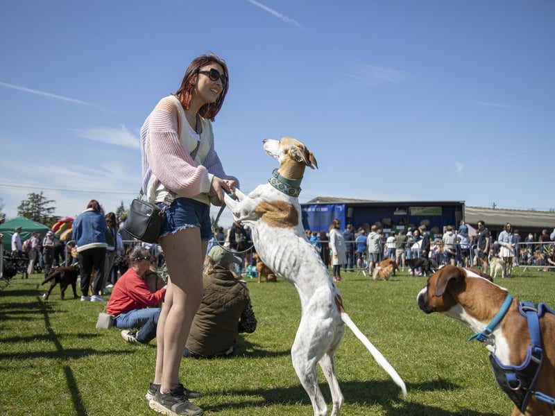 The fun dog show. Photo: Beth Wild/ SEAS