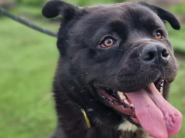 Bear is in search of a rural forever home with adopters who have experience with larger dogs. He has been described by Arundawn as 'a loveable oaf' who can be a bit much for other dogs, despite being friendly. He could live by himself or with another big, calm and friendly dog following careful introductions. Bear can be an anxious boy and will follow his people around the house as he doesn't like to be on his own. He is very affectionate and loves attention. Arundawn says Bear is gentle with children and enjoys their company. He has not been assessed with cats.