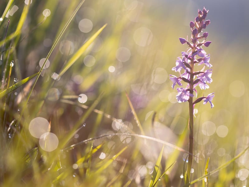 Early Orchid by Jules Lister and Jen Fellows - another highly commended submission.