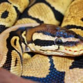 A ball python is reported to have escaped but is thought to be still somewhere inside his Horsham home. However, neighbours have been asked to keep a lookout for him.