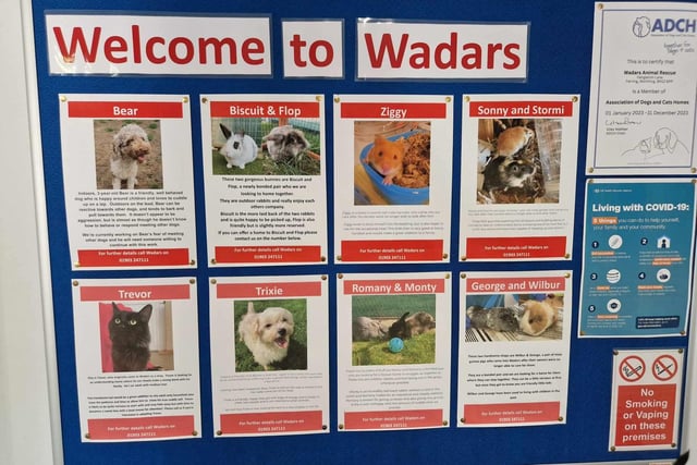 Wadars, which has operated in the Worthing area for more than 50 years, rescues and rehabilitates wild animals, in addition to rehoming cats, dogs and small animals as pets