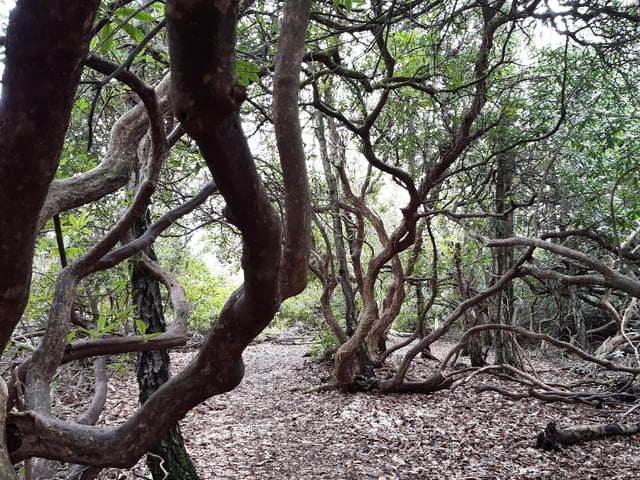 Reporter Elaine Hammond loves trees and was thrilled with this find!