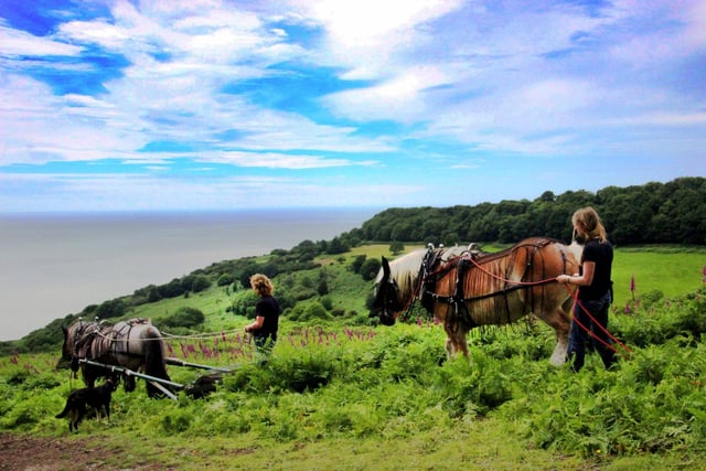 Heavy Horses at work on Warren Glen, Hastings Country Park. Photo by Tracy Hobden.