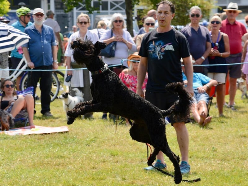 Excitement at the dog show