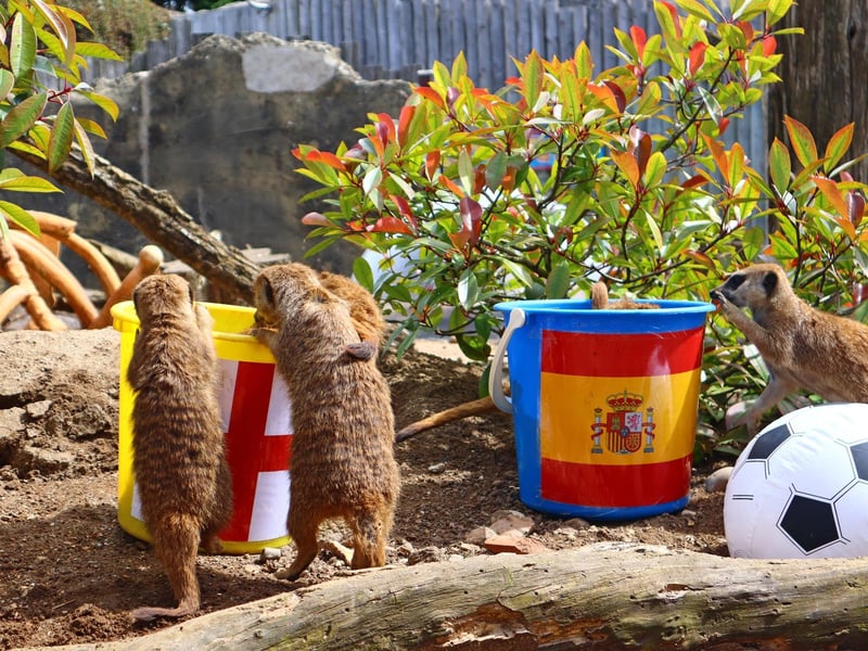 The meerkats favoured the England bucket