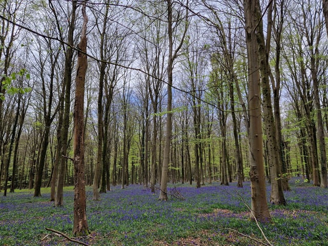 A spring joy not to be missed