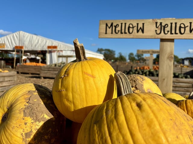 A popular pumpkin patch in Rogate has returned, with visitors invited to pick pumpkins and explore a range of autumn-themed activities.