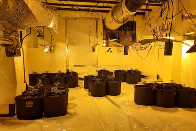 Cannabis plants found at the former Brickmakers Arms