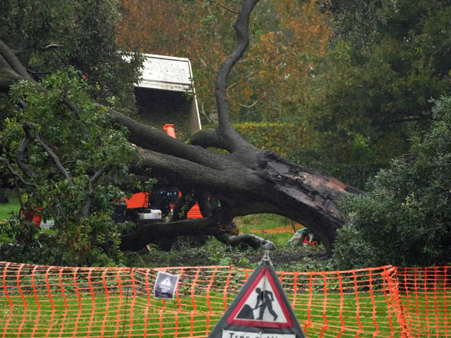 Both halves of the tree on Ringmer village green being removed on Monday, October 14, 2024