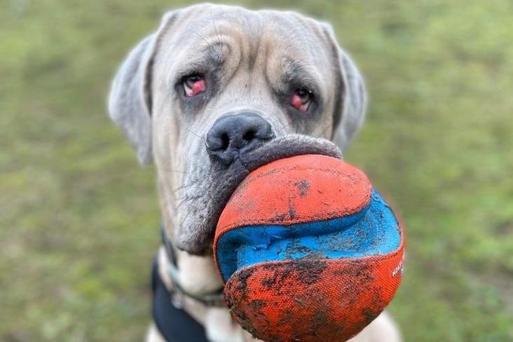 Ralph is a two-year-old male Cane Corso at Brighton Animal Centre in Braypool Lane.