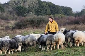 Kingley Vale National Nature Reserve have issued an urgent appeal for 18 missing sheep at the nature reserve.