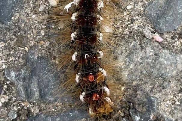 Brown-tail moth caterpillars have been spotted in the car park, beach and sand dunes at West Beach in Littlehampton.