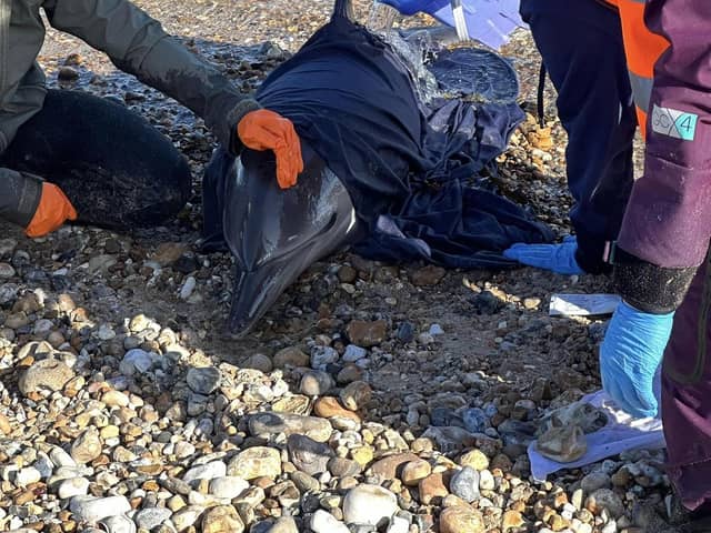It was eventually decided to euthanise the dolphin. Photo: HM Coastguard.
