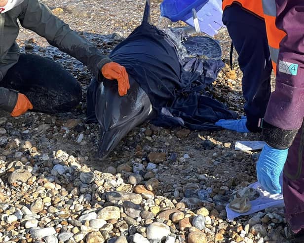 It was eventually decided to euthanise the dolphin. Photo: HM Coastguard.