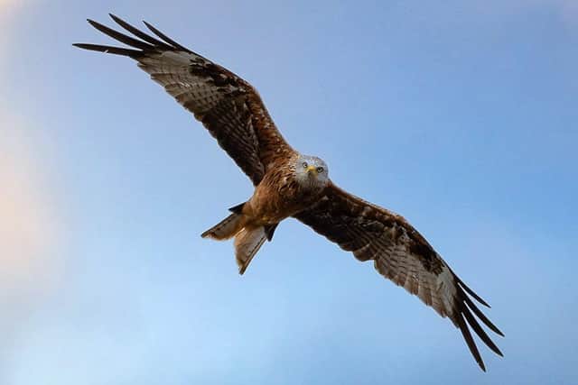 Red kite in South Downs National Park (Photo: Melanie Randall)