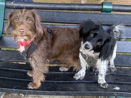 Felicity and Hattie are very sweet, friendly girls who like to sit on your lap for cuddles once they know you. Felicity is the shyer of the pair but is very affectionate when she feels comfortable. They will both need some training and help to build their confidence as they have not experienced much in their previous home. Felicity and Hattie are sociable with other dogs and could live with another resident dog after suitable introductions. They must be rehomed together in an adult-only home with a garden.