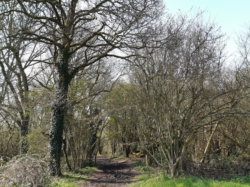 You will soon see the way back into the wood on your right, taking you back on a different path.
