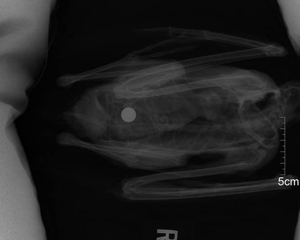 Ball Bearing lodged in chest of a gull
