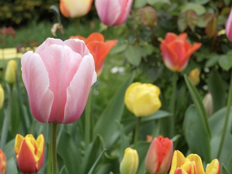 More fantastic photos of the Arundel Castle Tulip Festival