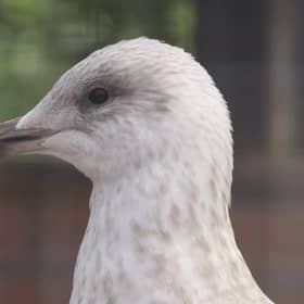 Gulls released by Brent Lodge Wildlife Hospital have been spotted on the Isle of Wight and Alderney just weeks after being returned to the wild. Picture: Brent Lodge Wildlife Hospital