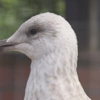 Gulls released by West Sussex wildlife hospital spotted on neighbouring islands