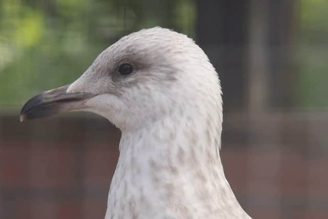 Gulls released by Brent Lodge Wildlife Hospital have been spotted on the Isle of Wight and Alderney just weeks after being returned to the wild. Picture: Brent Lodge Wildlife Hospital