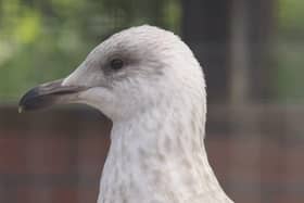 Gulls released by Brent Lodge Wildlife Hospital have been spotted on the Isle of Wight and Alderney just weeks after being returned to the wild. Picture: Brent Lodge Wildlife Hospital