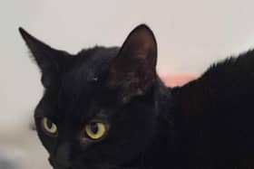 Luna, aged one, is described as adorable and she loves a cuddle and a fuss. She can live with older children and should be okay with other cats but not with dogs. Picture: Worthing Cat Welfare Trust