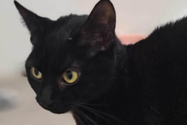 Luna, aged one, is described as adorable and she loves a cuddle and a fuss. She can live with older children and should be okay with other cats but not with dogs. Picture: Worthing Cat Welfare Trust