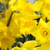 Nymans near Handcross is one of the top ten places to see daffodils and other springtime flowers