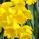 Nymans near Handcross is one of the top ten places to see daffodils and other springtime flowers