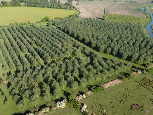 Willow plantation at Hole Park estate