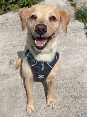 Maya is another dog who arrived recently from a multi-dog household after her owner was taken into hospital. She is a friendly, affectionate girl who will sit on your lap for cuddles if you let her! She can be a little shy at first but loves attention once she has met you. Maya walks well on the lead and enjoys walking with her doggie friends at the shelter. She is sociable with other dogs and would be ok to live with a resident dog after suitable introductions. More information will be available as Maya is assessed.