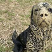 Mud, mud glorious mud ... Horsham pet labrador Bailey Bee has been crowned with the dubious honour of 'UK''s dirtiest dog'