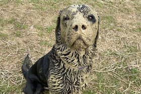 Mud, mud glorious mud ... Horsham pet labrador Bailey Bee has been crowned with the dubious honour of 'UK''s dirtiest dog'