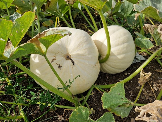 Sompting Pumpkins opens for family pumpkin-picking fun again next month (October 2025)