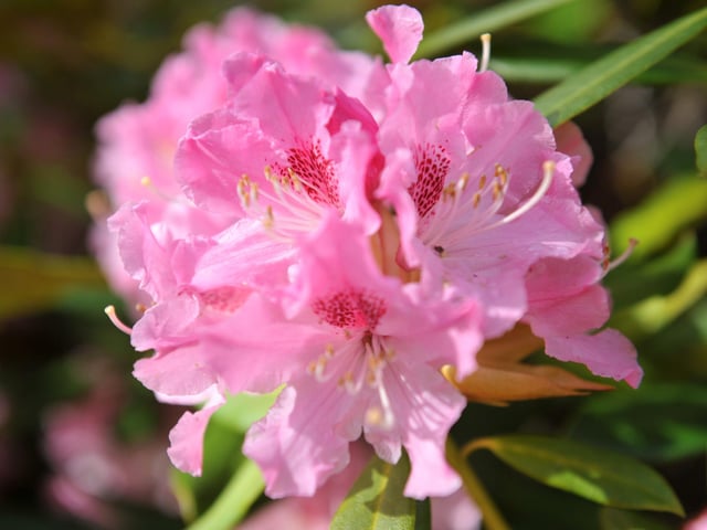 Spring blooms at Sheffield Park and Garden National Trust property