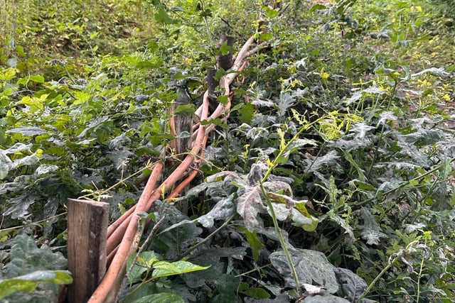The grounds team from Haywards Heath Town Council used traditional hedge laying techniques at the wildlife nature walk near Haywards Heath Cemetery this spring