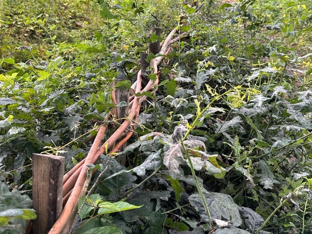 The grounds team from Haywards Heath Town Council used traditional hedge laying techniques at the wildlife nature walk near Haywards Heath Cemetery this spring