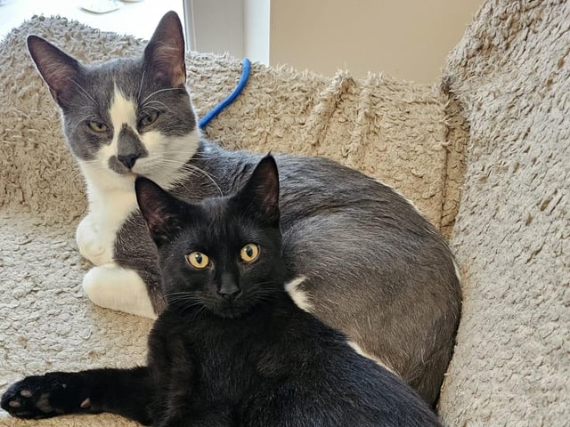 Draco (grey/white) and Ember (black) are both friendly, engaging and very affectionate cats who are looking for a loving home together. Although not related, two-year-old Draco looks after little Ember, who is just under six months old, and they are the very best of friends. The pair could live with children, aged six plus, and could be introduced to another cat or dog. Both love a fuss and will need access to a garden, away from busy main roads.