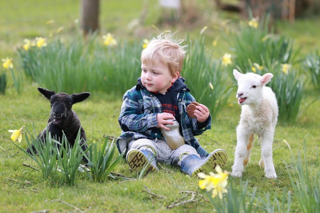 It is lambing time at Coombes Farm until April 16. See the 600 ewes lambing and Sussex cows calving and hopefully watch lambs and calves being born. Tractor rides are available. Book a visit to the lambing yard at coombes.co.uk.