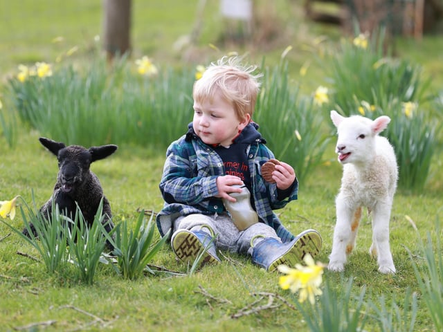 It is lambing time at Coombes Farm until April 16. See the 600 ewes lambing and Sussex cows calving and hopefully watch lambs and calves being born. Tractor rides are available. Book a visit to the lambing yard at coombes.co.uk.