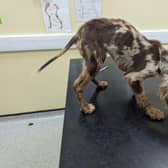 The seven-month-old spaniel was severely underweight and dirty. She has now been called Puppacino after being found