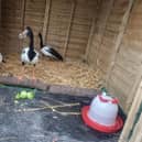 Magpie geese Basil, Rosemary and Thyme inside their winter chalet at Arundel Wetland Centre