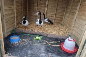 Magpie geese Basil, Rosemary and Thyme inside their winter chalet at Arundel Wetland Centre