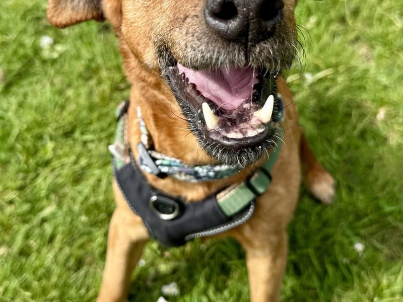 Clover is a very friendly, sweet girl who is deaf. She enjoys her walks and loves naps. The RSPCA said she has a very strong prey drive and would hunt small animals when out and about if given the chance. She has, however, been very sociable with other dogs while at the shelter.